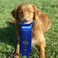 NOVA SCOTIA DUCK TOLLING RETRIEVERS PUPPY