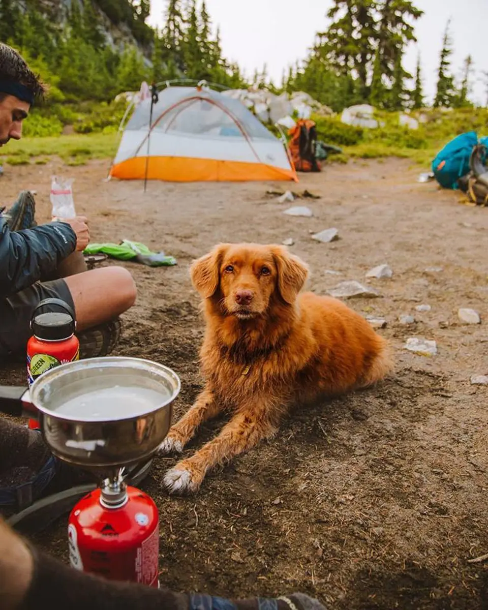 Toller Jazz Hiking