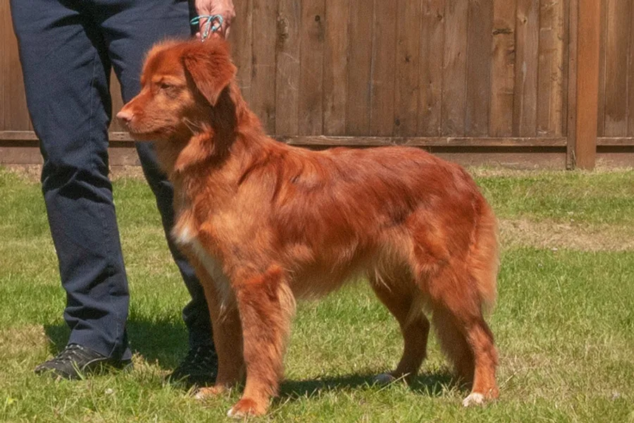 GCH SeaTerrace Hallow'Peno Pepper HIT, JH, WC, CDX, RE, CGN- Pepper