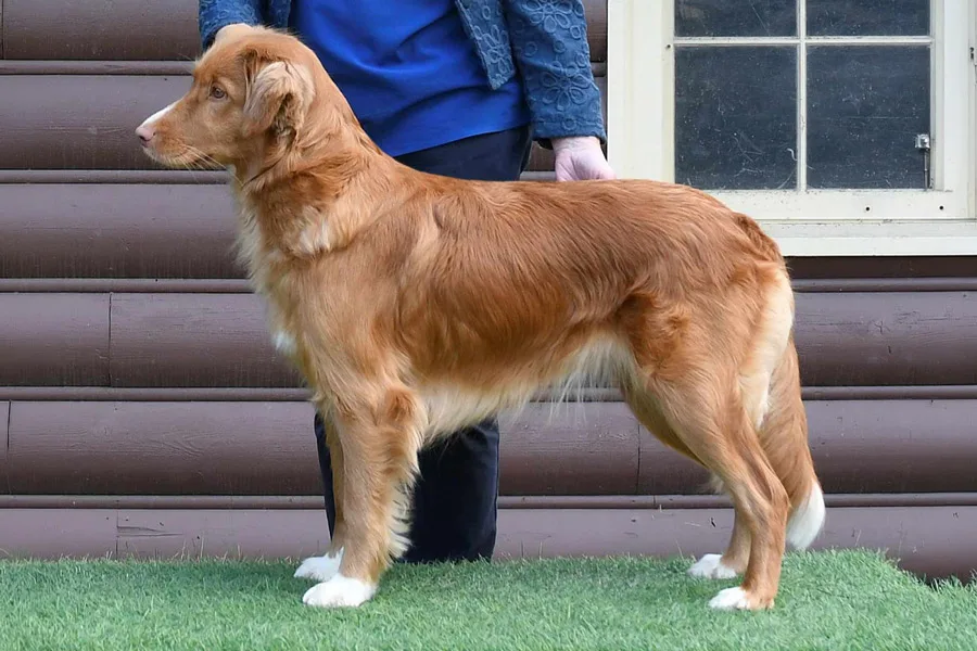 CH Kalmegess' Liv'n Lg For Seaterrace CD, RN, NS, CGN- Ronnie