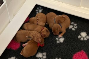 Duck Toller Puppies - Born March 2026