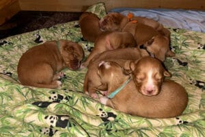 Duck Toller Puppies - Born March 2026