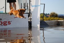 Polly Dock Diving - 2013