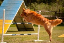Theo Agility