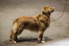 Buck Toller SeaTerrace