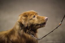 Buck Toller SeaTerrace