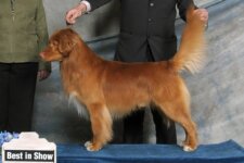 Buck Toller SeaTerrace