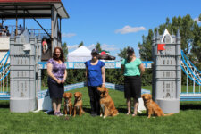 Alberta Kennel Club Dog Show 2016