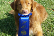 Dock Diving Award