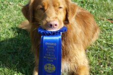 Dock Diving Award