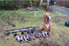 duck toller hunt