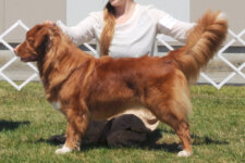 Penny Toller