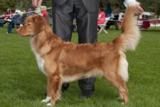 Stella Toller