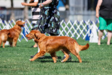 HIT GrCH SeaTerrace Hallow'Peno Pepper RA CDX