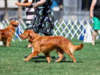 HIT GrCH SeaTerrace Hallow'Peno Pepper RA CDX
