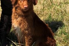 HIT GrCH SeaTerrace Hallow'Peno Pepper RA CDX