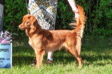 HIT GrCH SeaTerrace Hallow'Peno Pepper RA CDX