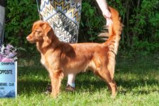 HIT GrCH SeaTerrace Hallow'Peno Pepper RA CDX